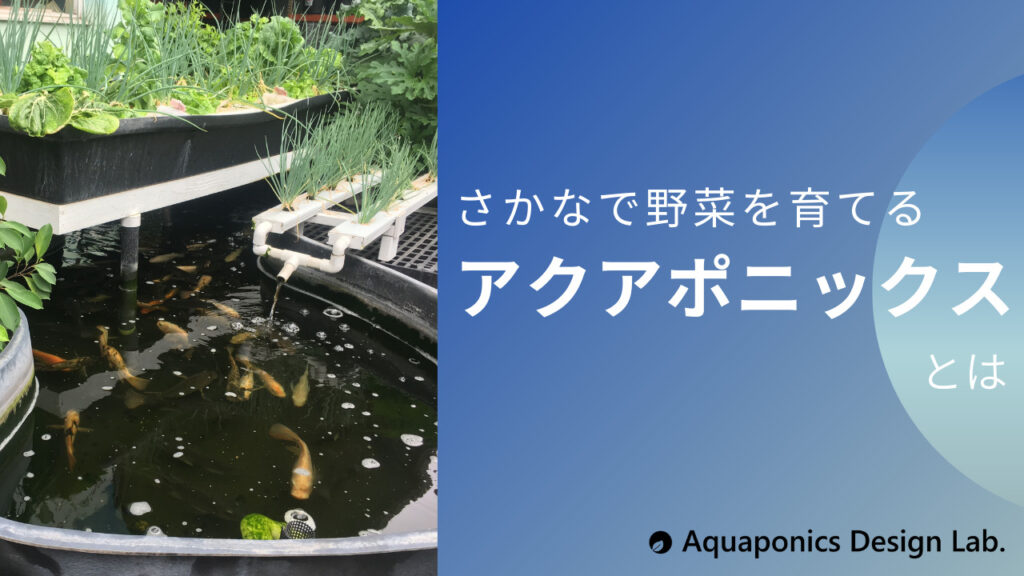 アクアポニックスの仕組みとその特徴 アクアポニックスデザインlab アクアポニックスの仕組みとその特徴 アクアポニックスデザインlab