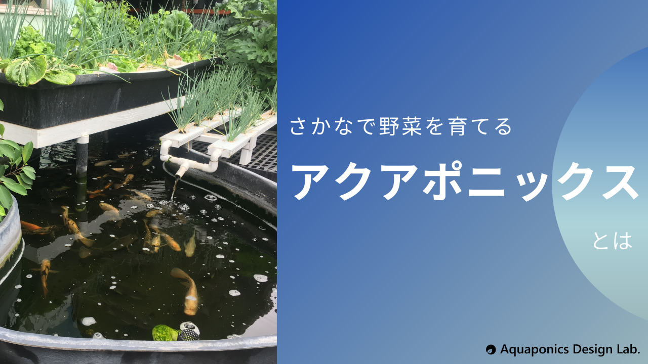 アクアポニックスの仕組みとその特徴 アクアポニックスデザインlab アクアポニックスの仕組みとその特徴 アクアポニックスデザインlab