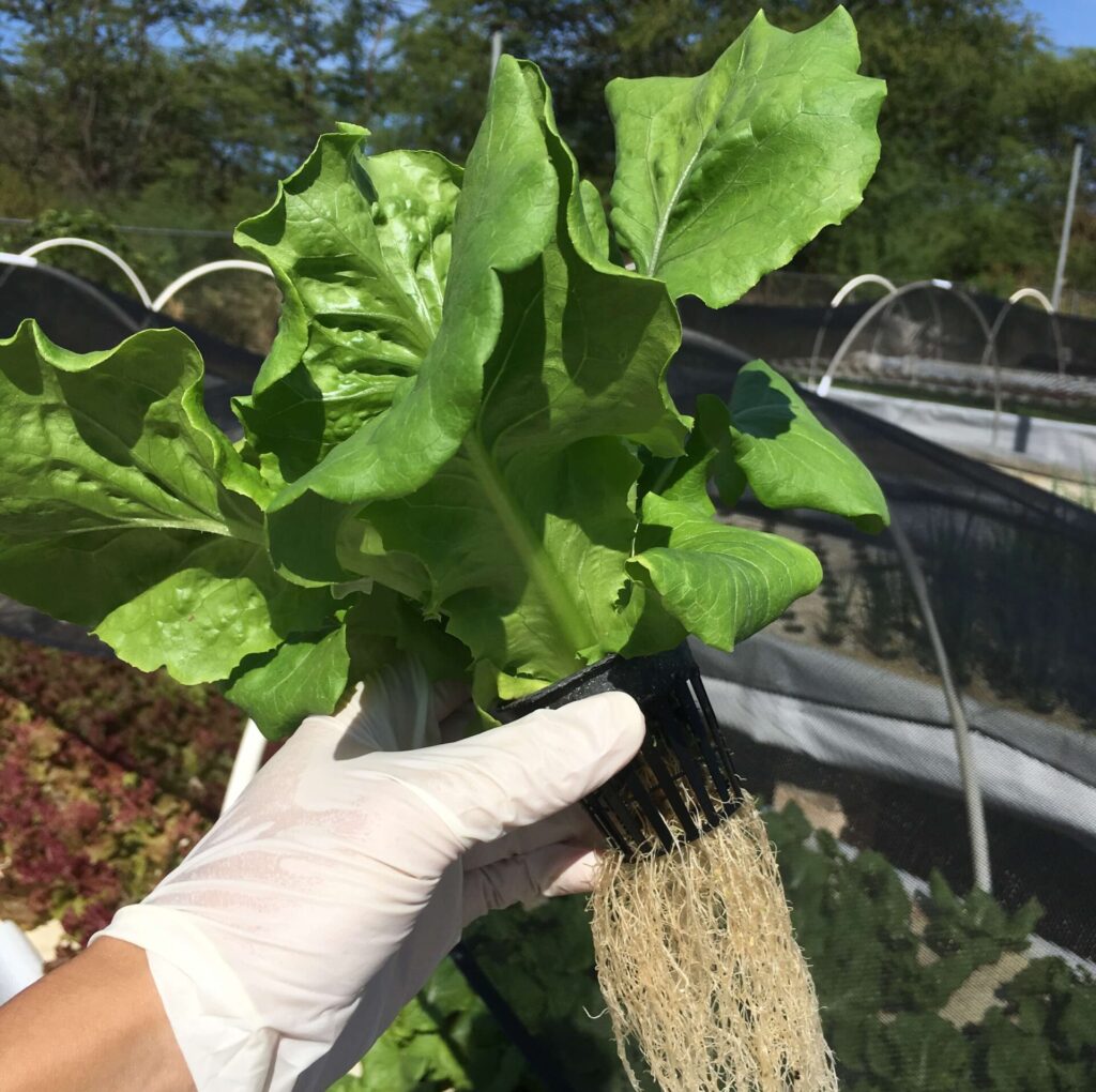 アクアポニックスの野菜